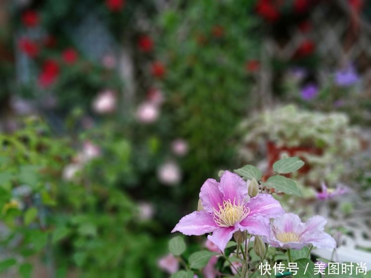 美好时光|花园改造:3年前买了栋带170㎡花园的房子,过上种花草的乡村生活