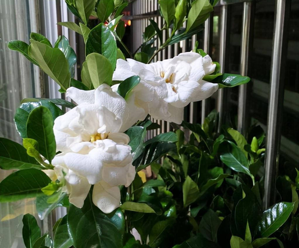做好这5件事,栀子花在你家也能养好,叶子油绿,开花爆盆