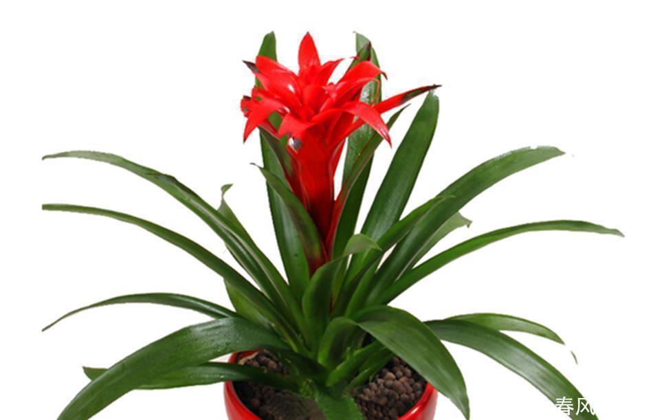 三种花是花卉中的吉祥三宝,花叶共赏繁华时尚,室内盆栽佳选