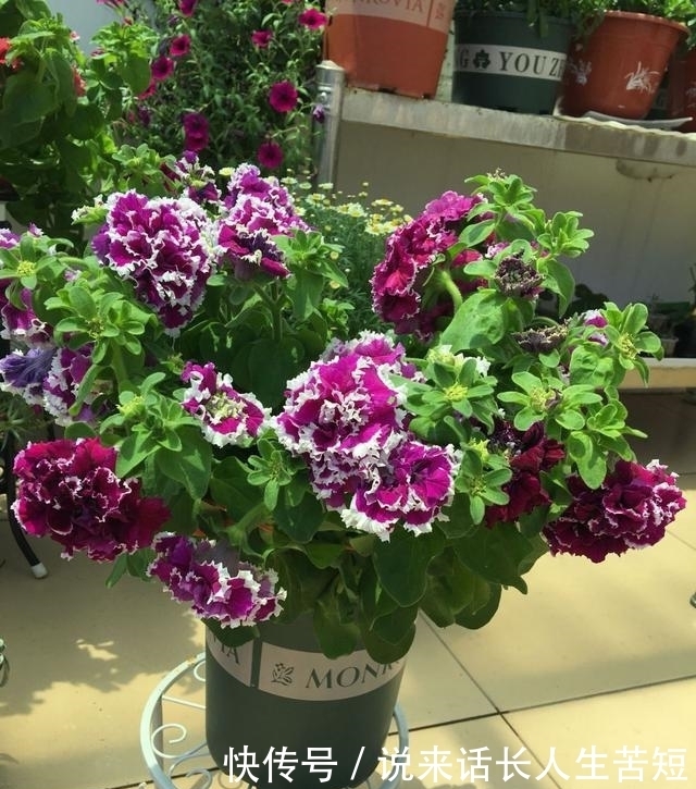 长春花|六月逛花市,看到几种便宜花,喜欢的可以入手,超级爱开花