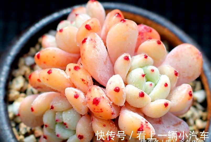 多肉雪爪比安特——小盆控养成胖墩,大盆放养会“炸毛”的品种