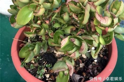 养这三种花,盆越小,开的花越多,放大盆还容易死