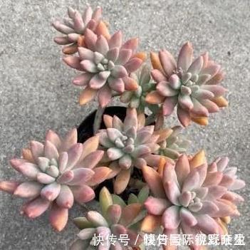 劳尔劳尔|4种多肉很惹人喜欢,简单养护,天冷出状态十分美丽