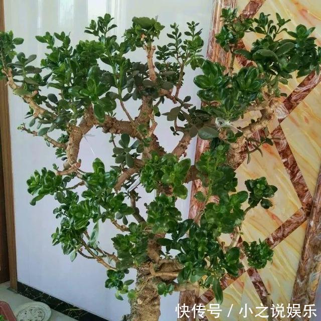 长寿花和玉树“联姻”,半年成“老桩”,养出五颜六色的“花树”