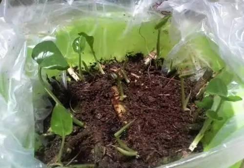 冬天养花，套上方便袋，绿油油的过冬天，嗷嗷的开花