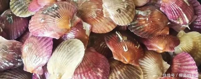 干贝怎么洗厨师教你技能,很简单