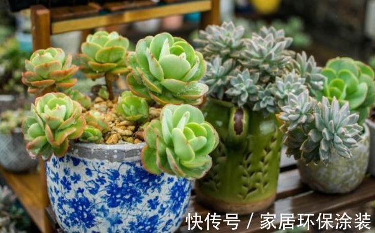 天冷不能露养多肉,碧桃该怎么办?多注意4点,根壮茎叶美