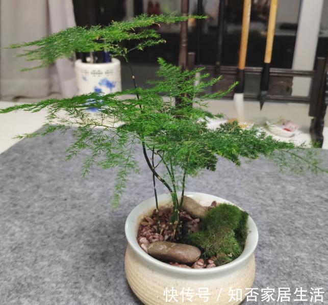 9种盆栽“耐阴王”,不见太阳也长得旺,养在家里超有范
