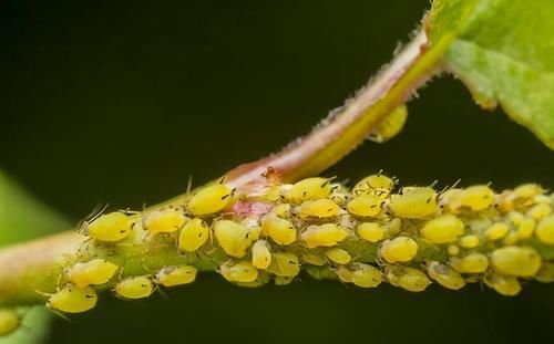 月季在春季疯长花苞的时候，最怕遇到这2种虫子，发现了赶紧用药