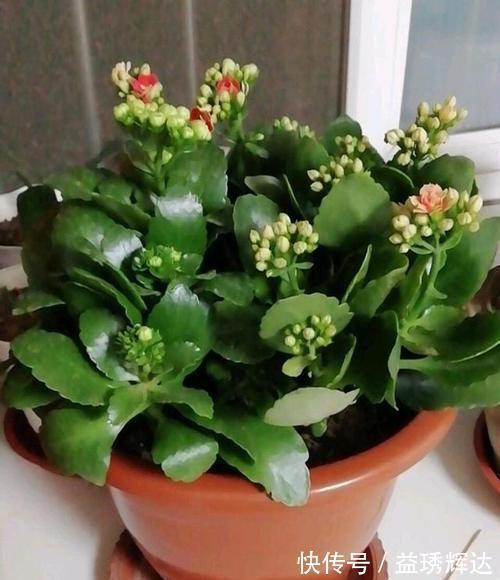 家里买菜的塑料袋别再丢了，用来养长寿花，憋出层叠群花！