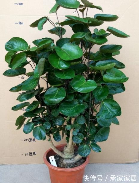 绿植|4种霸气侧漏的“丑绿植”,四季油绿寓意好,是家庭盆栽佳品