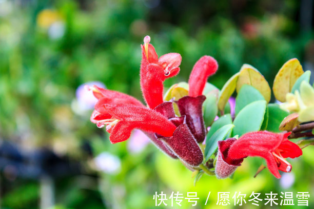 此花花朵宛如口红一般,别具一番雅趣,寓意着花美一时你美一世