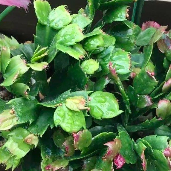 盘点蟹爪兰烂根的3个原因及解决办法，新手小本本记好了