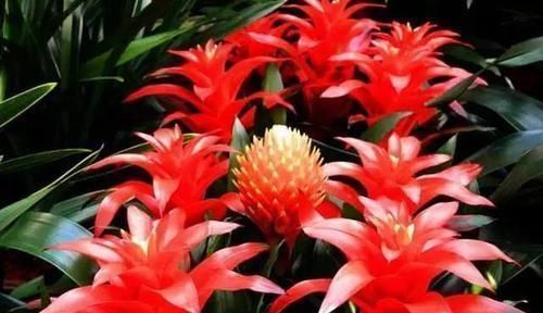 光照|家里不要乱养花,这3种植物,养人又旺财,聪明的人都在养!