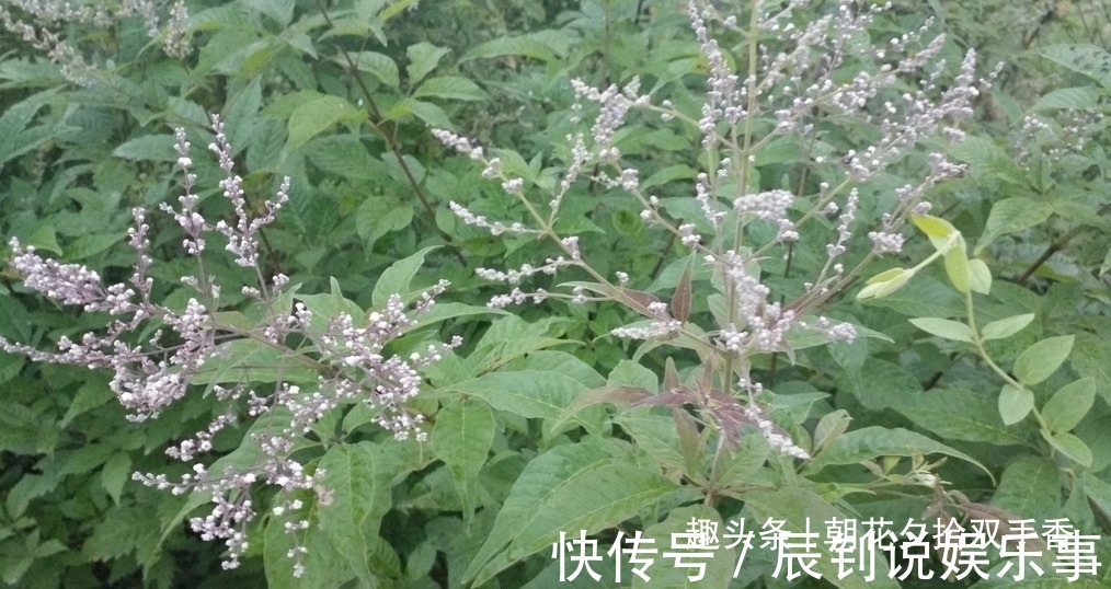 在山上摘一种野生植物的种子塞枕头,一挨枕头就睡得香甜