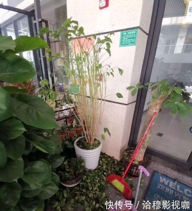 养护|6种“生财花”,夏季养家里,“浇水”要注意,要不黄叶、烂根