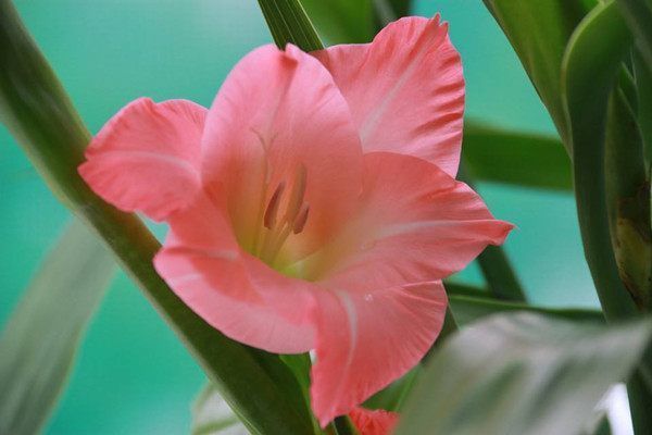 优良|喜欢菊花,不如养盆优良名菊“乒乓菊”,花似乒乓,色彩鲜艳!