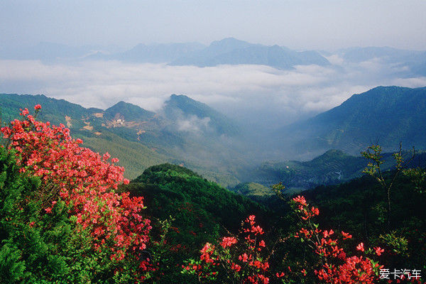 满山开遍映山红