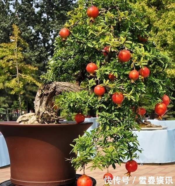 4种“便宜花”,多修剪少浇水,养成高价盆景,价格翻倍