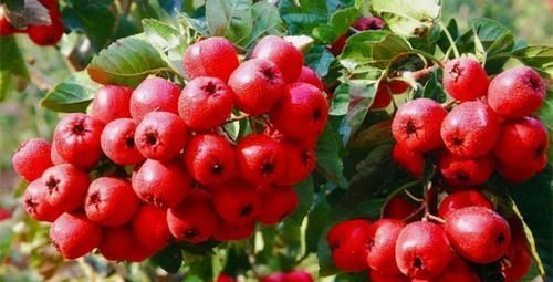 女人爱美,坚持吃3种食物,降压减脂,清理肠胃,安神助睡眠