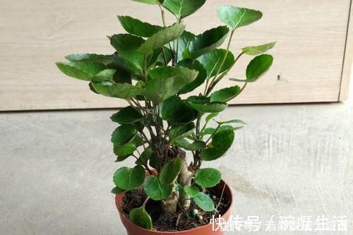 家里摆上10种花，越来越兴旺、发达，个个都是“吉祥”花