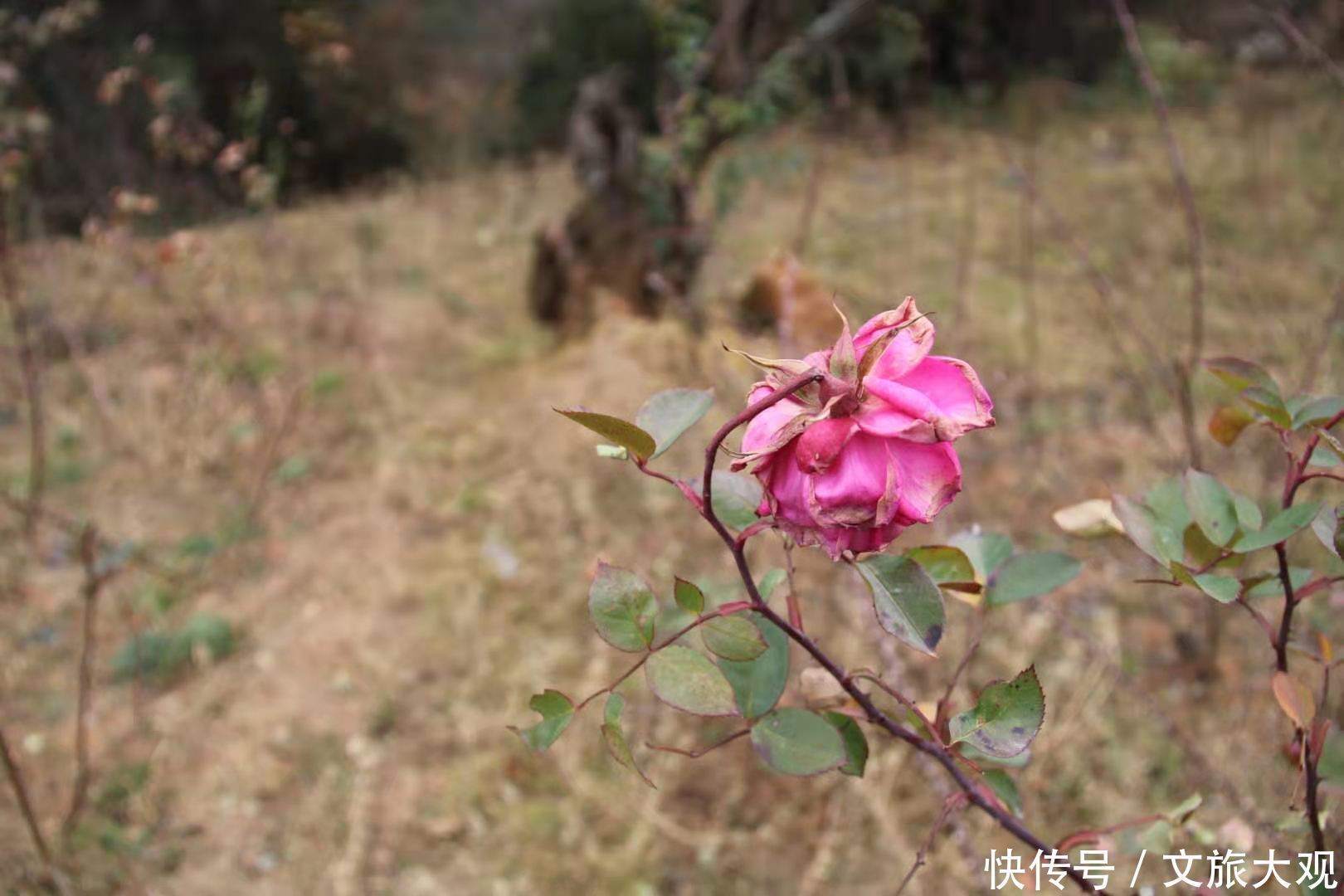 昆明冬日看花