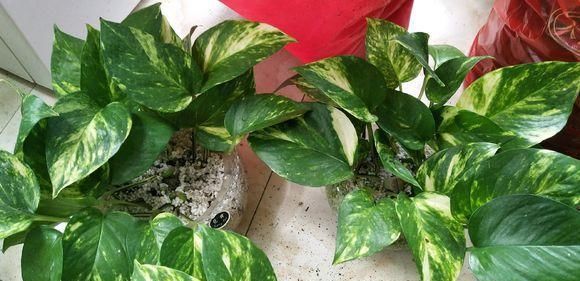 绿萝剁八段，埋土里就发芽，10天长出一茬苗