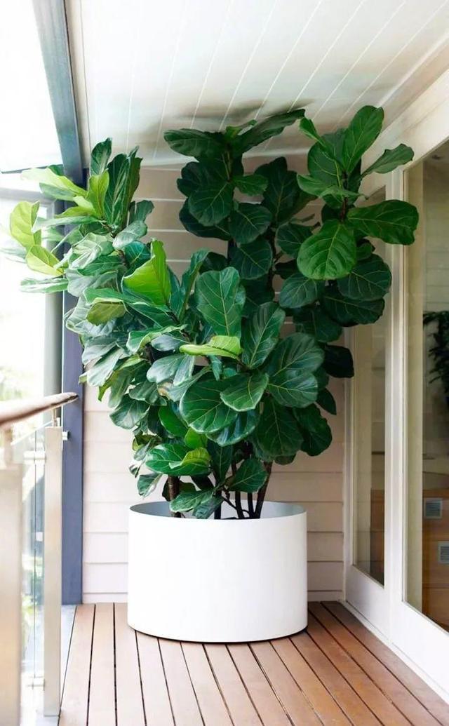 浇花水摻点它，比营养液、淘米水还肥，家里花草长得叶绿、花多