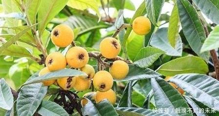 农村这样一种宝贝树,全身上下都是宝,连中医都对它爱不释手