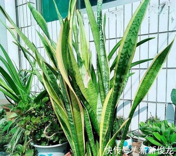 小芽|高手养虎皮兰土壤中加点“它”,一周冒出8个芽,呼呼长“爆盆”