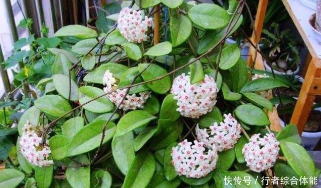 浇水|如果工作太忙没时间，家中养这4种花，基本不用管，开花非常美！