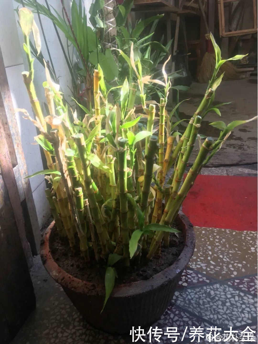 过完年，垃圾桶周围多了不少花，又要开始捡破烂儿了