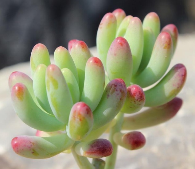 夏天适合养的多肉植物,没事试试这“几种”,省心也好养