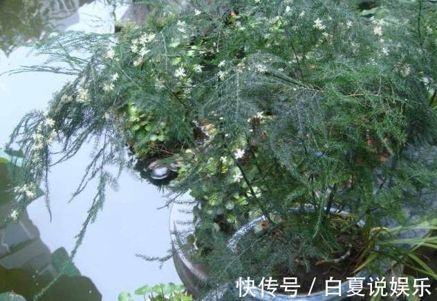 花友|我养的文竹迟迟没开花，而花友的文竹不但开花了，还结满了果实！