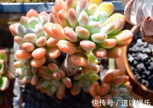 叶插|多肉灯美人如何叶插,教你3个小步骤,叶插灯美人快速生根更旺盛