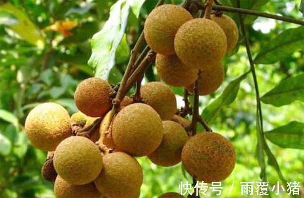 食用价值|男人多吃3种“肾黄金”，比吃枸杞强，50岁后依旧“肾强腰壮”