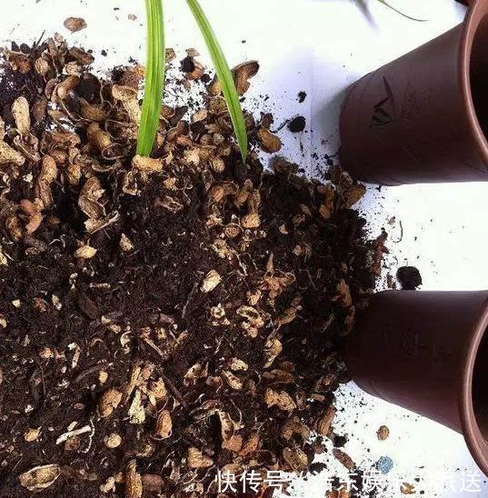 养花还买花肥家里的此几样“垃圾”扔盆里,植物叶油绿、开花艳