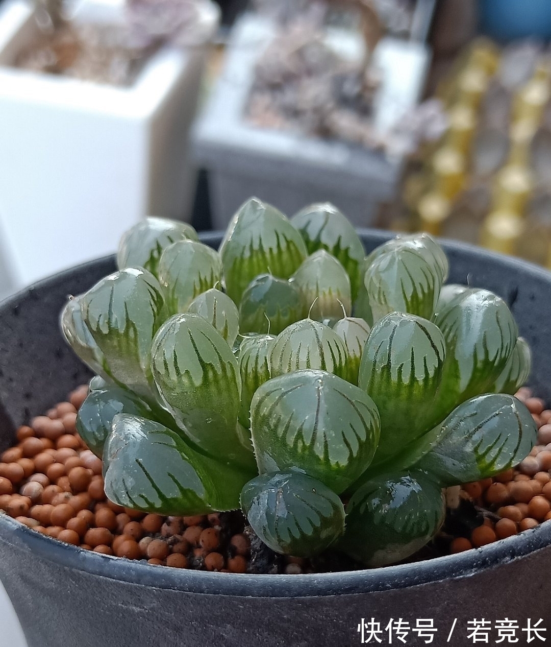 速率|这“三多肉”是耐热小能手,无需掐芽易群生,40℃仍生机勃勃