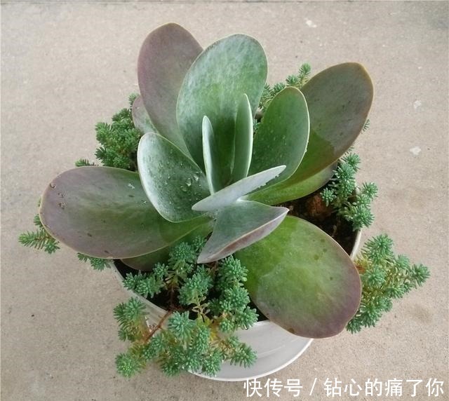 唐印，从菜到萌，从一到多！