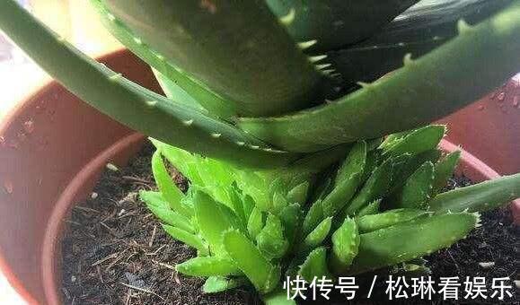 浇水|芦荟一直瘦瘦的，喂点“零食”爱蹿个，新芽也能长不停！