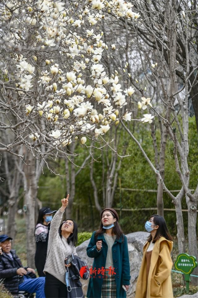 济南这条玉兰花大道，专治低头族