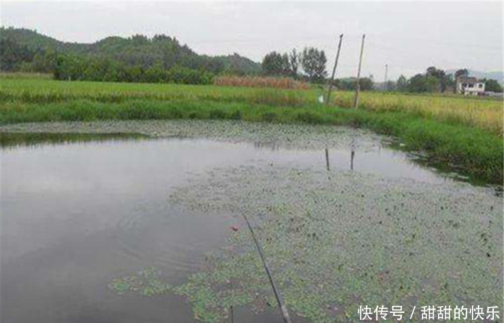 浮草|野钓鲫鱼未必钓草，除了下雨不钓草，还有这些情况不如钓明水！