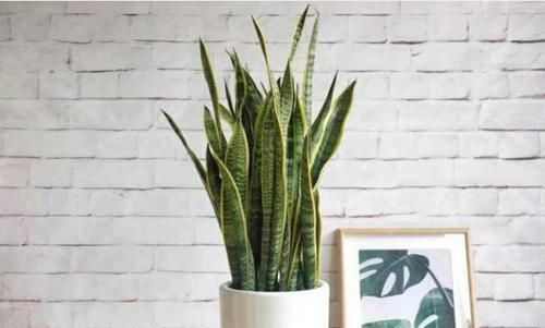 卫生间有异味,就养3种花,吸潮、祛味,还美观