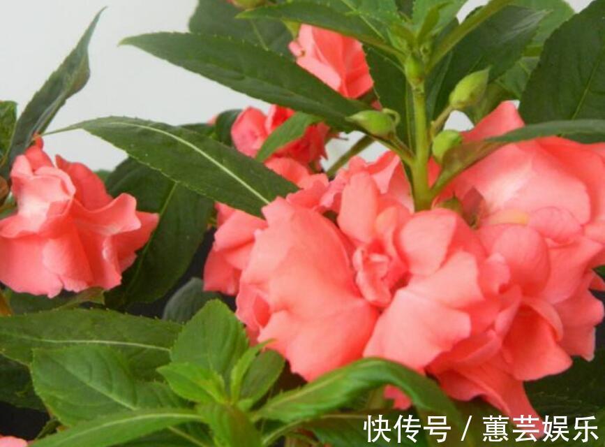 花色繁多，好养好种，人人找来做一件事