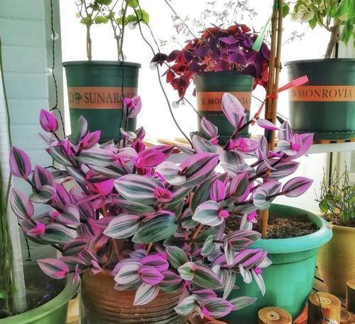 花卉|居家养花,推荐你养这3种,摆一盆大气上档次,值得拥有