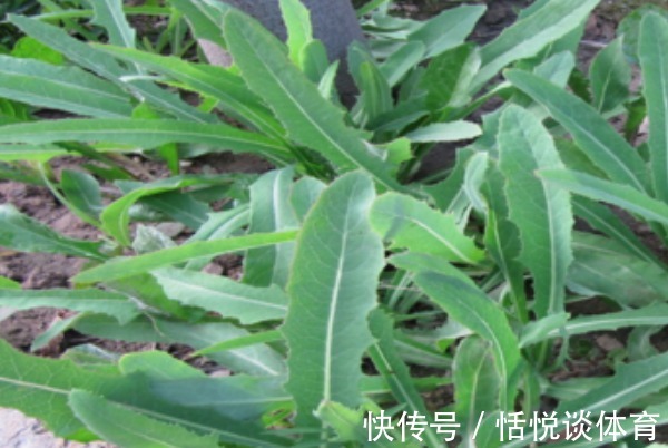 泡水|农村不起眼的三种野草泡水喝，清热降火排肝毒，就看你能不能找到