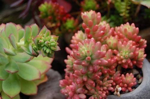 浇水|养多肉浇水不能犯的几个错误，留意了才能茁壮成长，枝繁叶茂