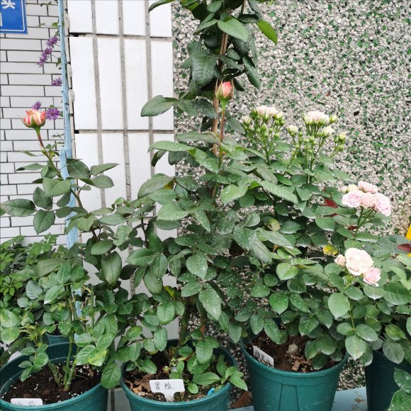 养花必备的杀菌剂，到底怎么用？多菌灵只是“初级”，黄叶不管用