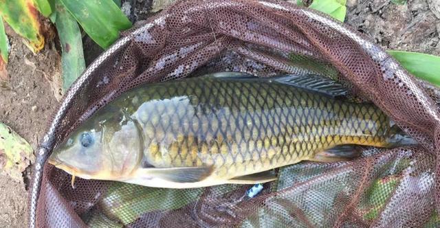 饵料|跟着大师学钓鱼,越学越钓不到鱼?我来告诉你几个真相