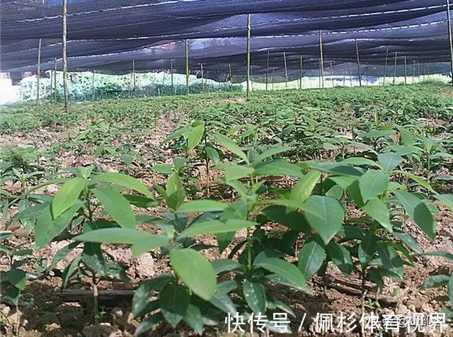 曾是皇家专用木材,如今树苗一棵不到12元,金丝楠木为啥不香了?